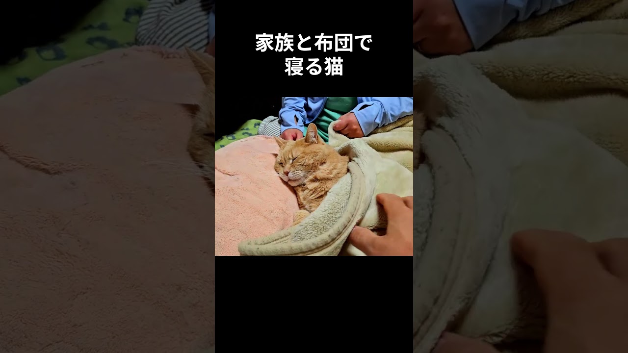 布団をかけて寝る猫 #猫　#マンチカン #猫のいる暮らし