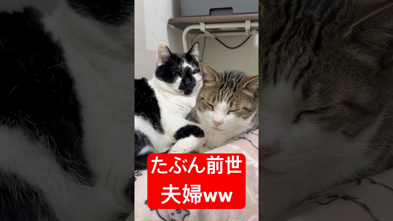 完全に人生の伴侶🐈🐈#shorts #cat #猫