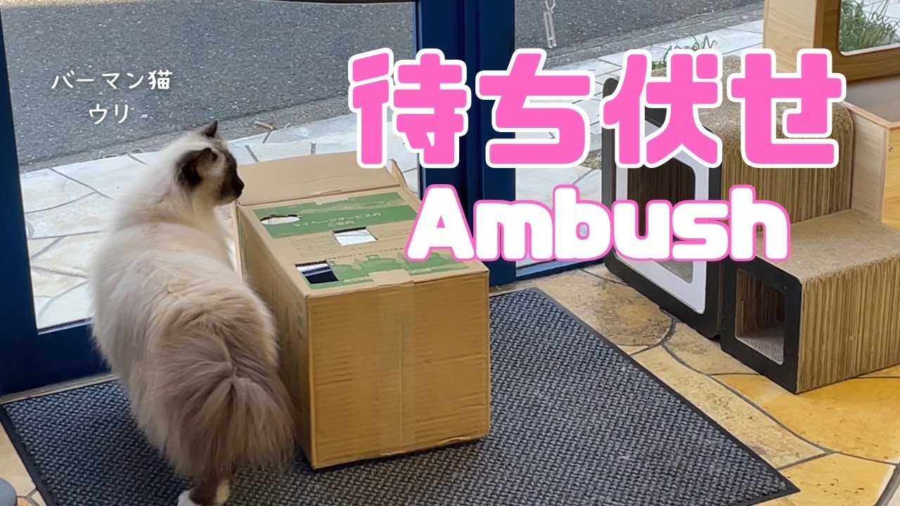 バーマン猫ウリとラフ【待ち伏せ】Ambush（バーマン猫）Birman/Cat