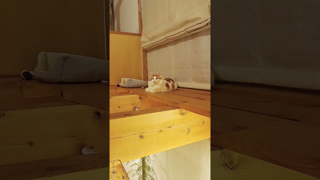 感動のラスト #猫のいる暮らし #メインクーン #cat