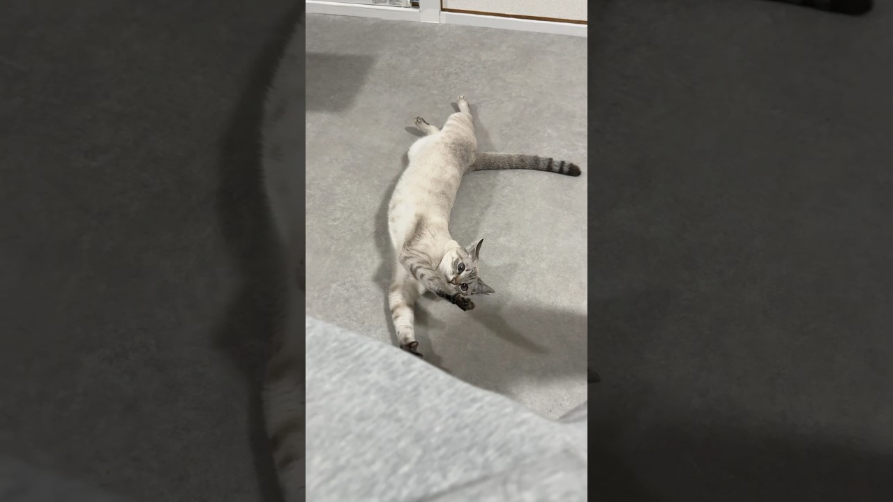 足でちょっかいかけてみたら？　#シャムトラ #元保護猫 #シャムミックス  #cat #猫耳 #kitten  #猫耳 #siamesemix