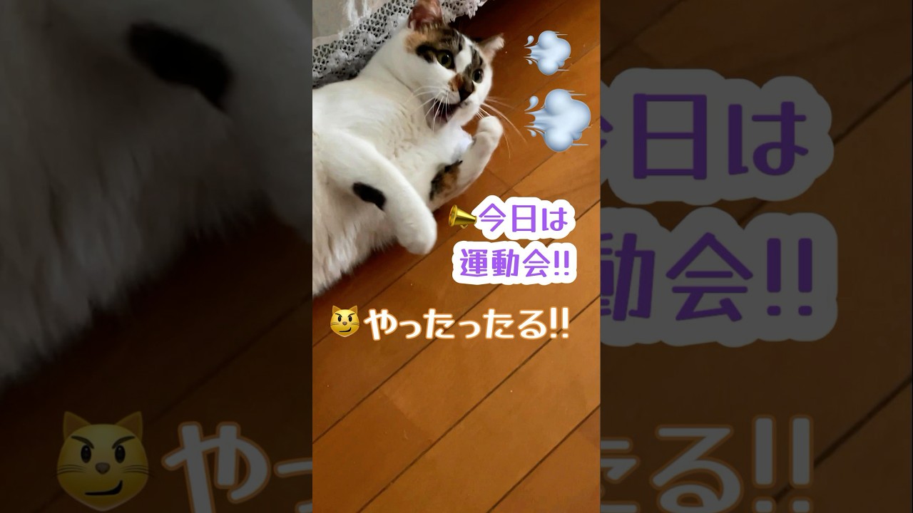 📣猫、朝から運動会 #猫あるある #おもしろ動物 #日曜の癒し