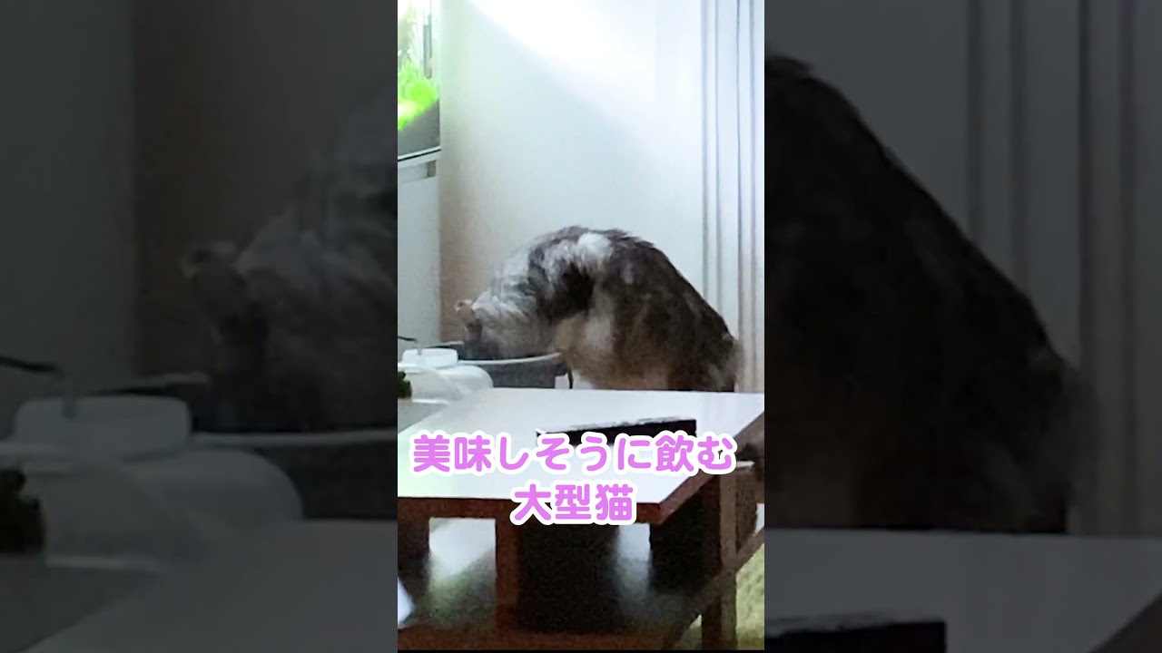 水槽の汲み置き水をこっそり飲む大型猫#メインクーン#shorts