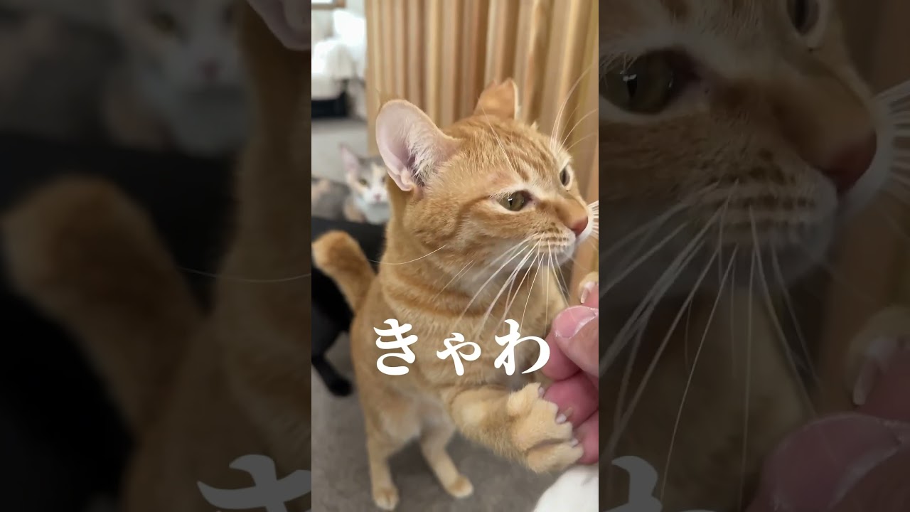チャイさんの暮らし105。#保護猫
