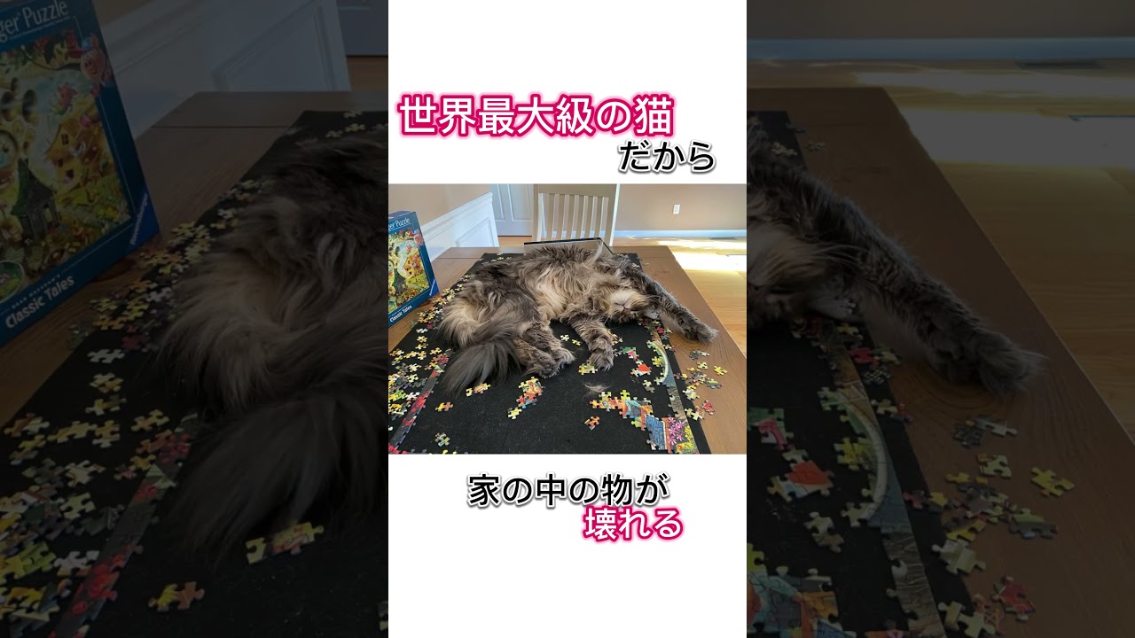 世界最大級の猫・メインクーンを飼うと……？ #動物 #animals #猫 #メインクーン #shorts