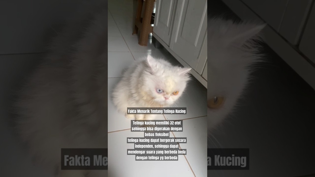 Fakta Menarik Tentang Telinga Kucing