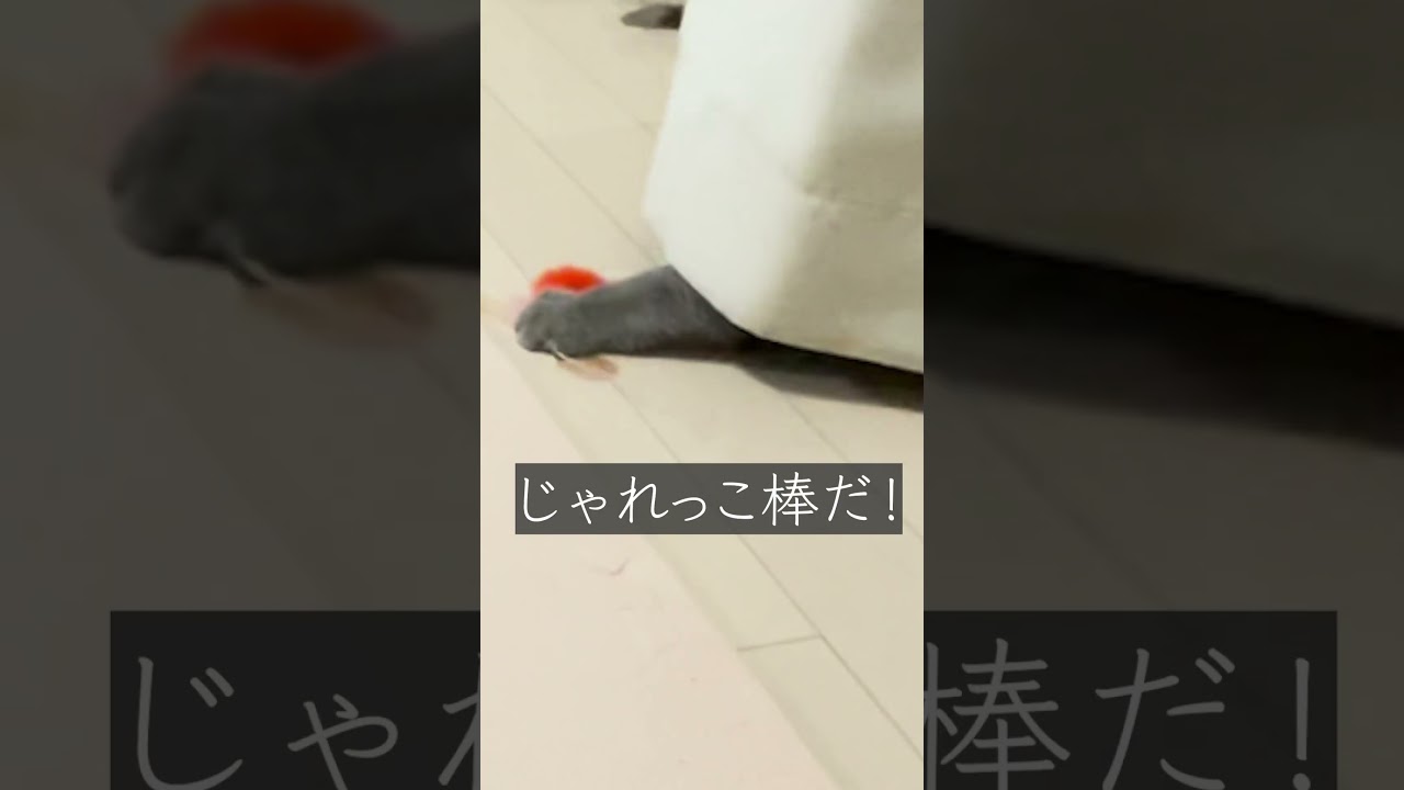 先住猫vs新参猫　Battle Cats: The Movie part.2 　#シャルトリュー #茶トラ #猫のいる暮らし #ネコ #猫　#喧嘩　#映画