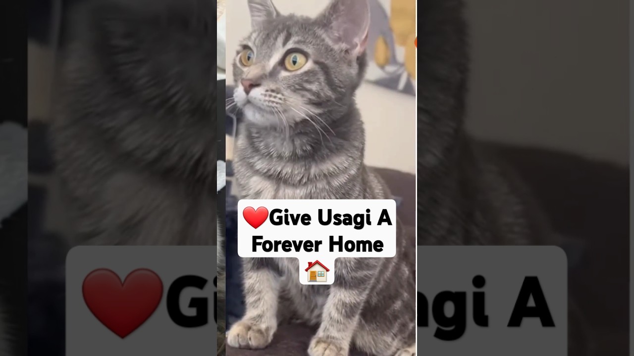 Give Usagi The Manx Cat A Forever Home
