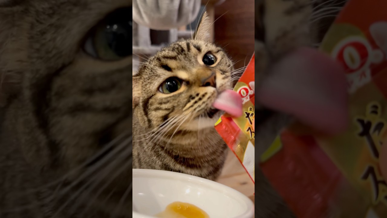ご褒美おやつに大興奮な猫たちwww #shorts #猫 #cat
