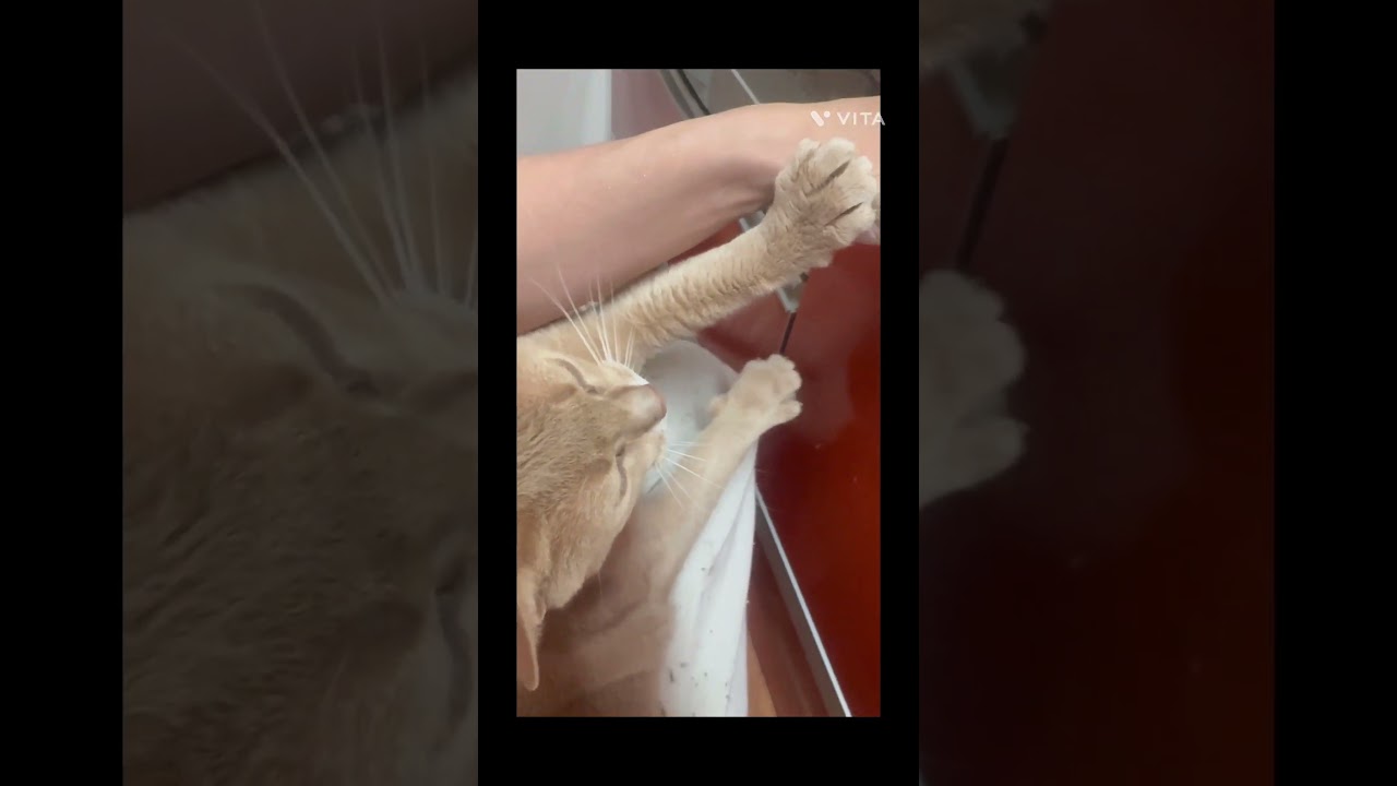 エンドレスなでなでw【アビシニアン】 #猫のいる暮らし #cute #cat #funny #猫のいる生活 #funnycats #pets #ねこ #癒し #猫好きさんと繋がりたい