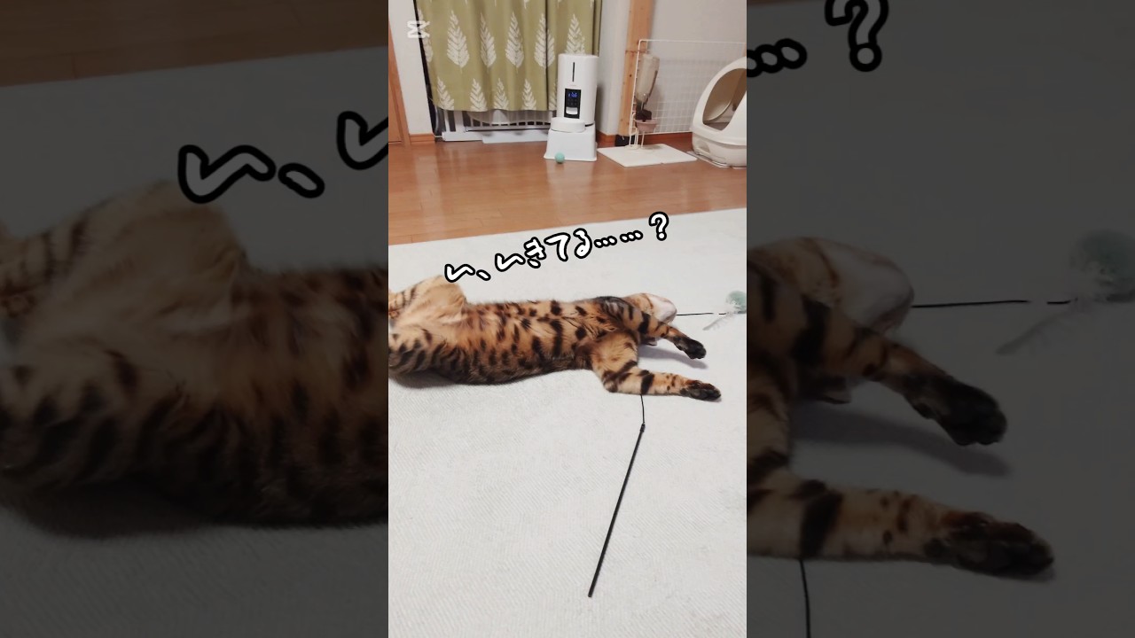 生きてる……？ #猫 #猫動画 #猫のいる暮らし #ベンガル #cat #fyp #shorts #short