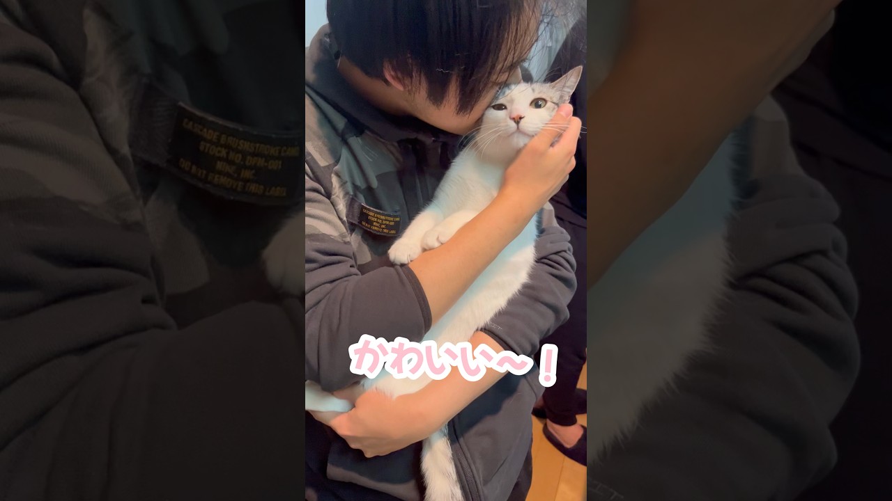 弟に抱きしめられる子猫#子猫 #保護猫 #捨て猫
