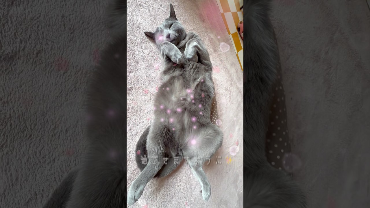 【ロシアンブルー】めろん♡4月スタート🤗今月も穏やかに過ごせますように🌸【猫】#shorts
