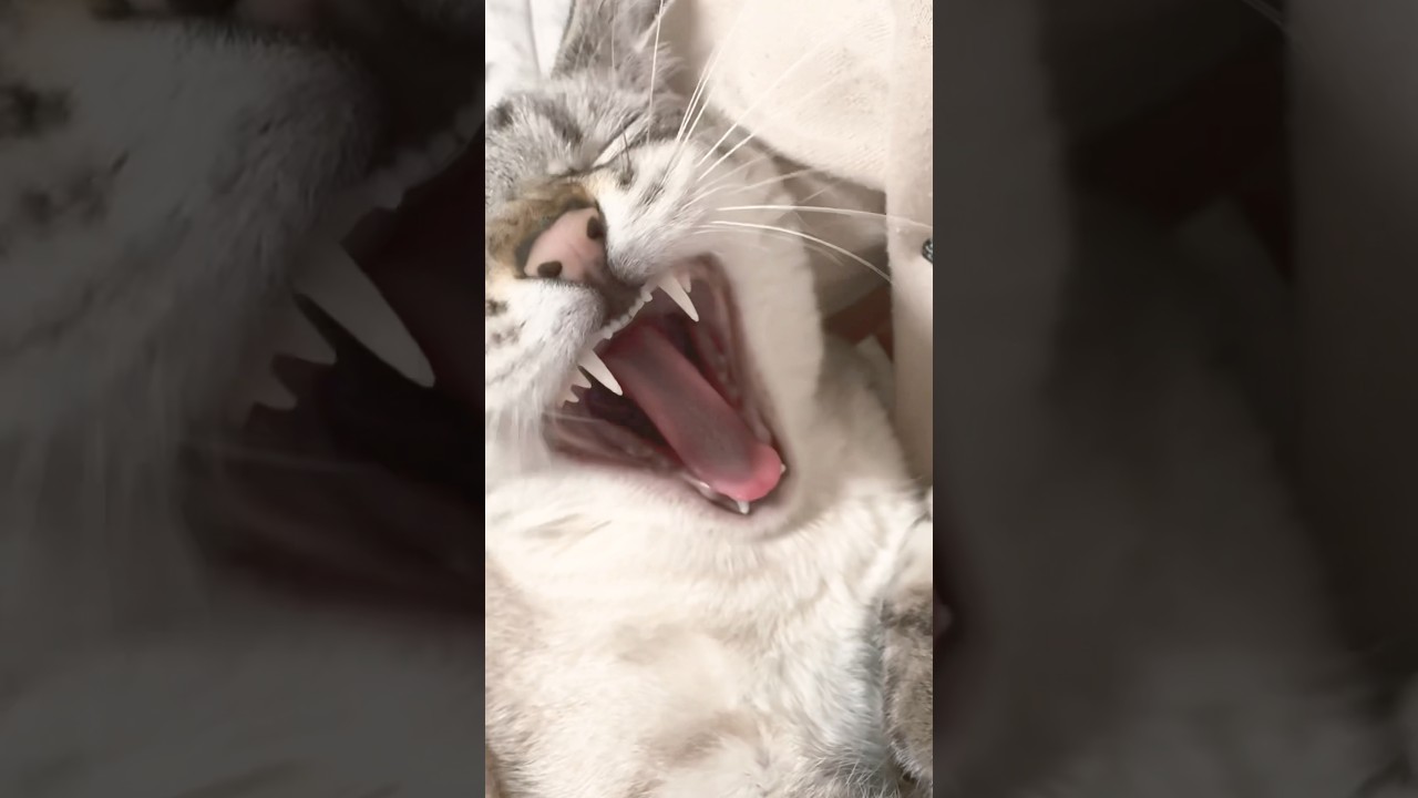 大きあくびが可愛いです！　#シャムトラ #元保護猫 #シャムミックス  #cat #猫耳 #kitten  #猫耳 #siamesemix
