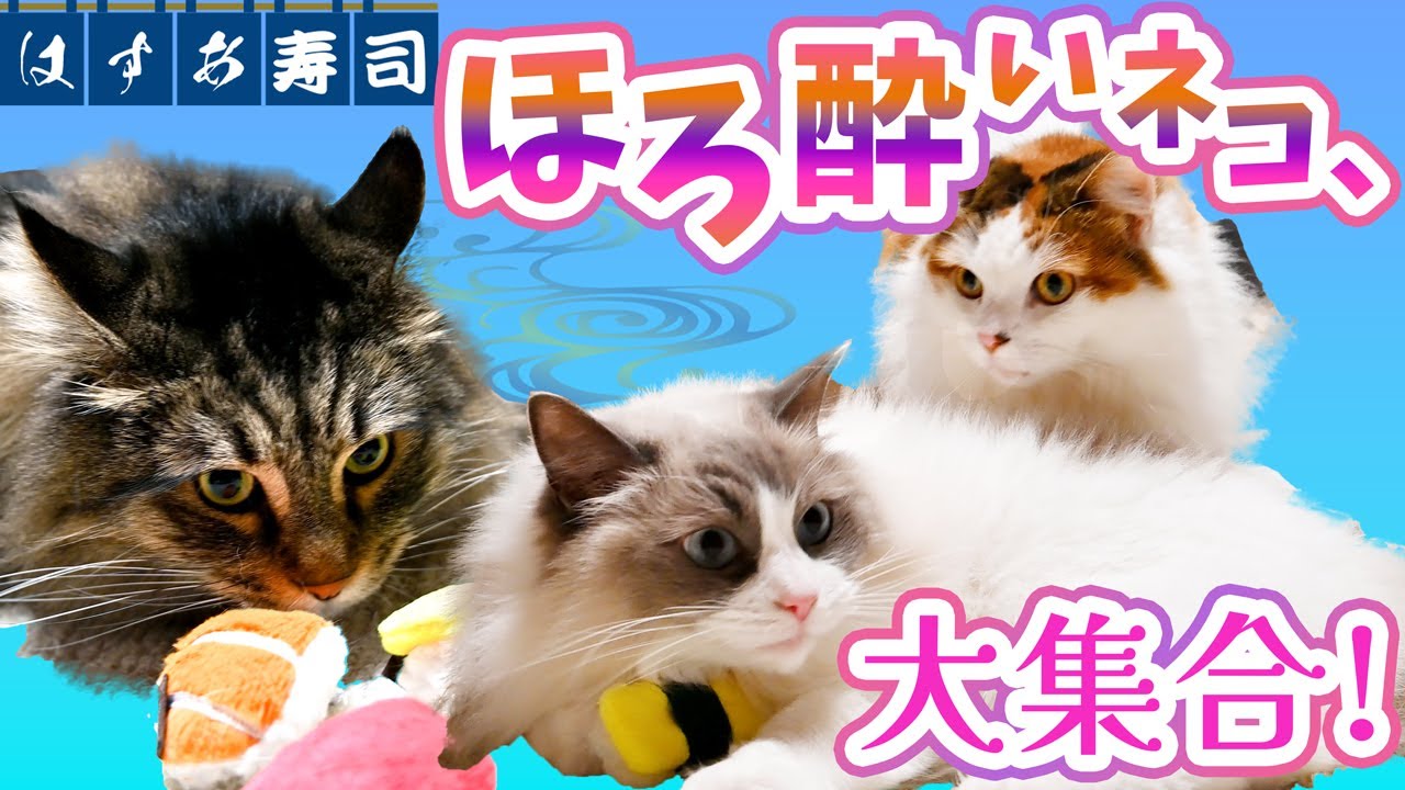 お寿司でトロける!? ほろ酔いメインクーン＆サイベリアンの破壊的かわいさ！ キャットニップでデレデレの2匹に、元気いっぱいラグドールが乱入!? 遊びすぎて大はしゃぎ！