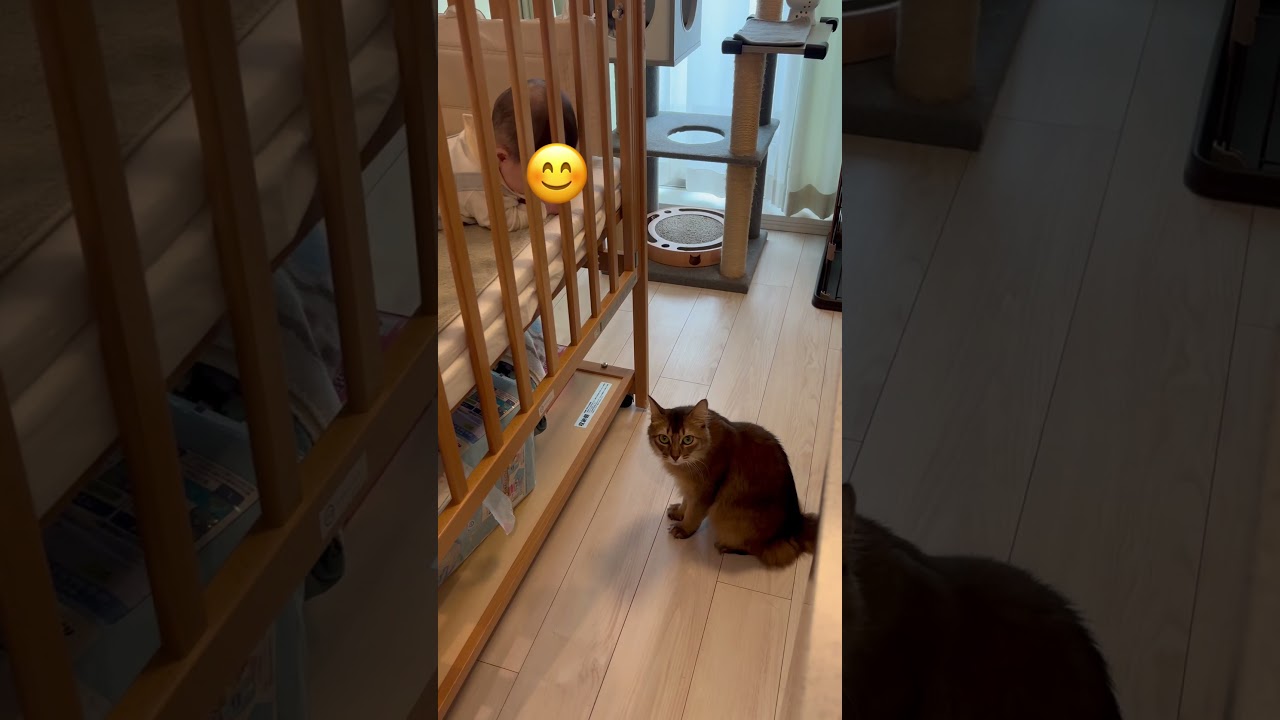 赤ちゃんと早く遊びたい猫 #ソマリ #ねこのいる暮らし