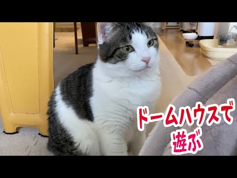 ドームハウスで遊ぶ猫