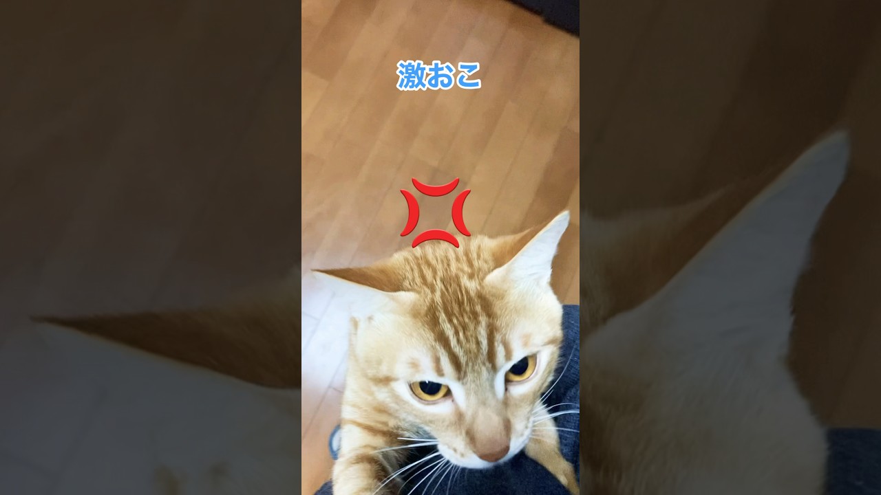 激おこ！耳かじられたっ！#shorts