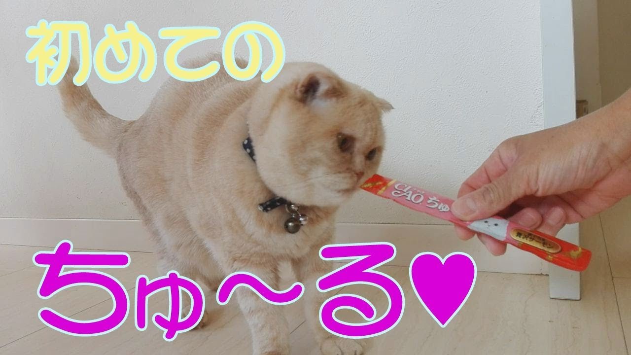 【スコティッシュフォールド】「ちゅ～る」っておいしいの？猫の反応は？【スコネコ日記】