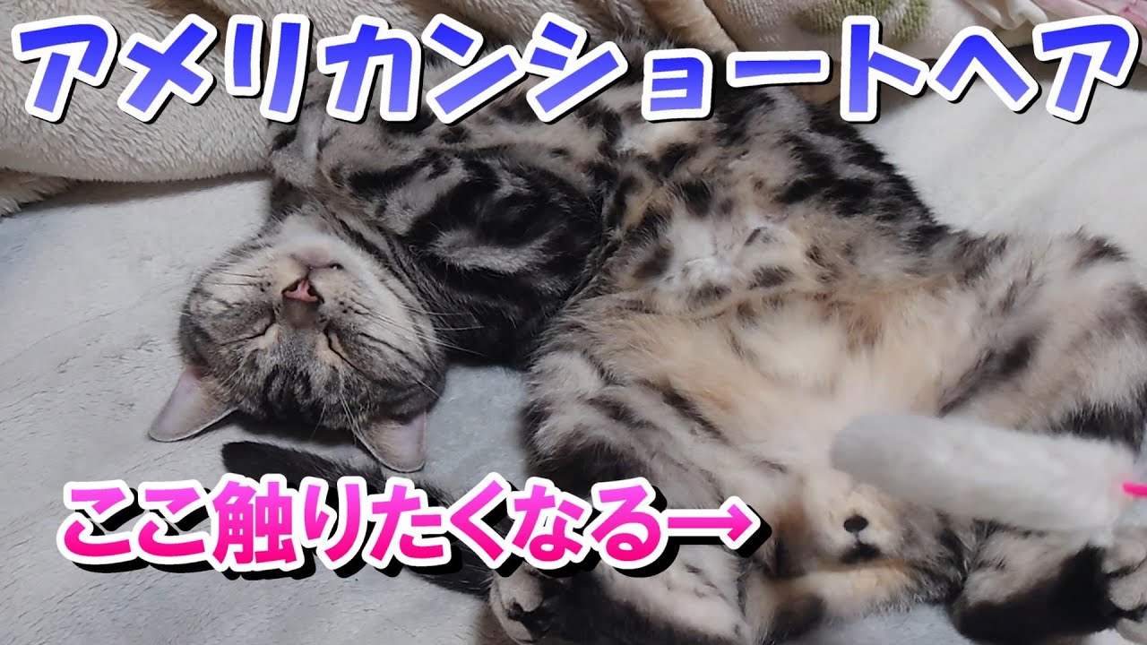 ４月の猫さんはもふもふー！（アメリカンショートヘア）