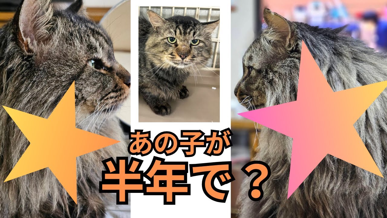【126】しょんぼり顔の保護猫がライオンに⁈環境と栄養で毛まで伸びることを証明してくれました⭐︎