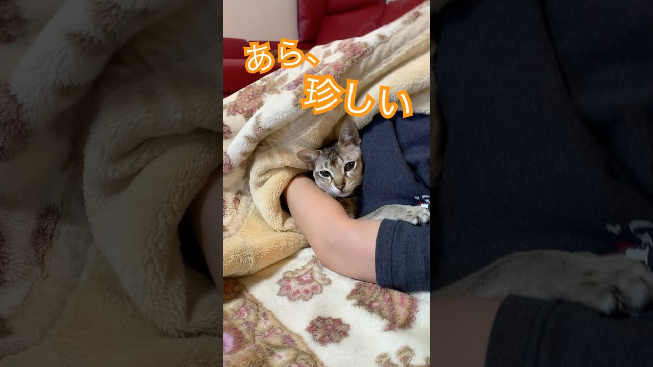 暖をとる　#シンガプーラ #猫のいるくらし