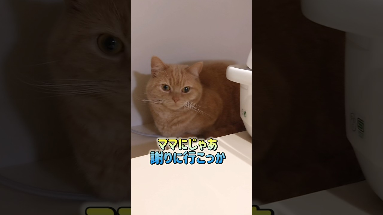 【ママに怒られたマンチカン】 #shorts #猫 #ねこ #cat