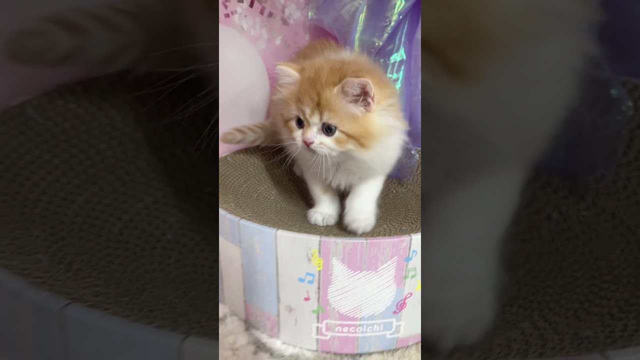 【ご家族様募集中】長足マンチカン男の子♡ #cat #かわいい子猫 #kitten #子猫 #cute #子猫ブリーダー #長足マンチカン #マンチカン