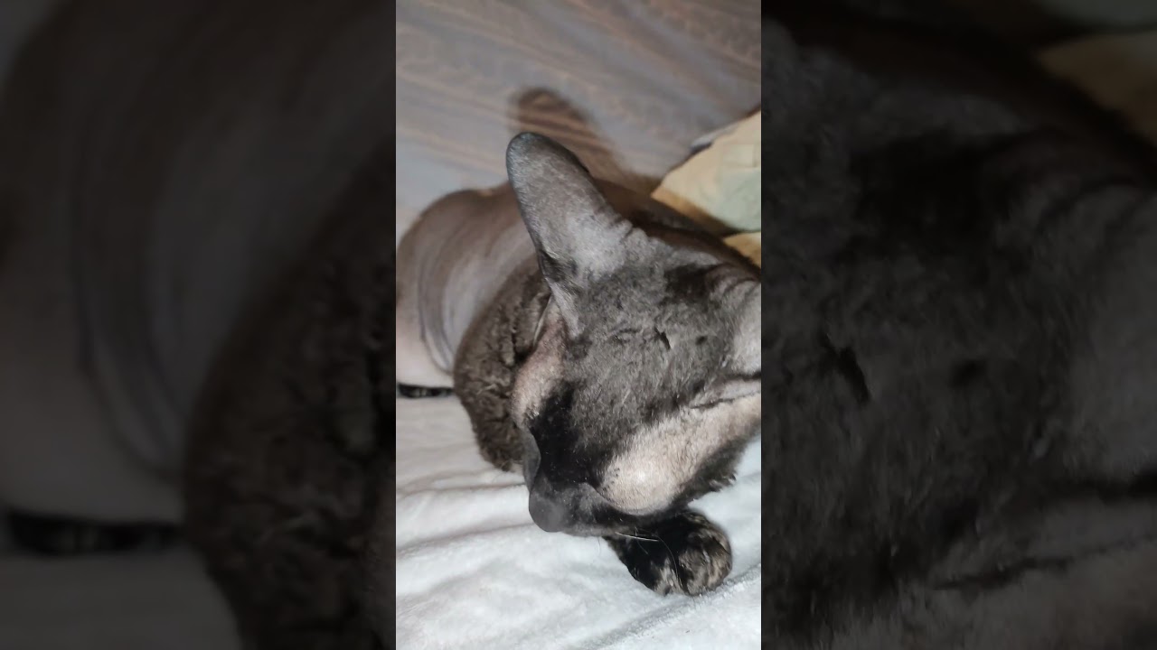 my cat😺😄 #cat #cornishrex #pets