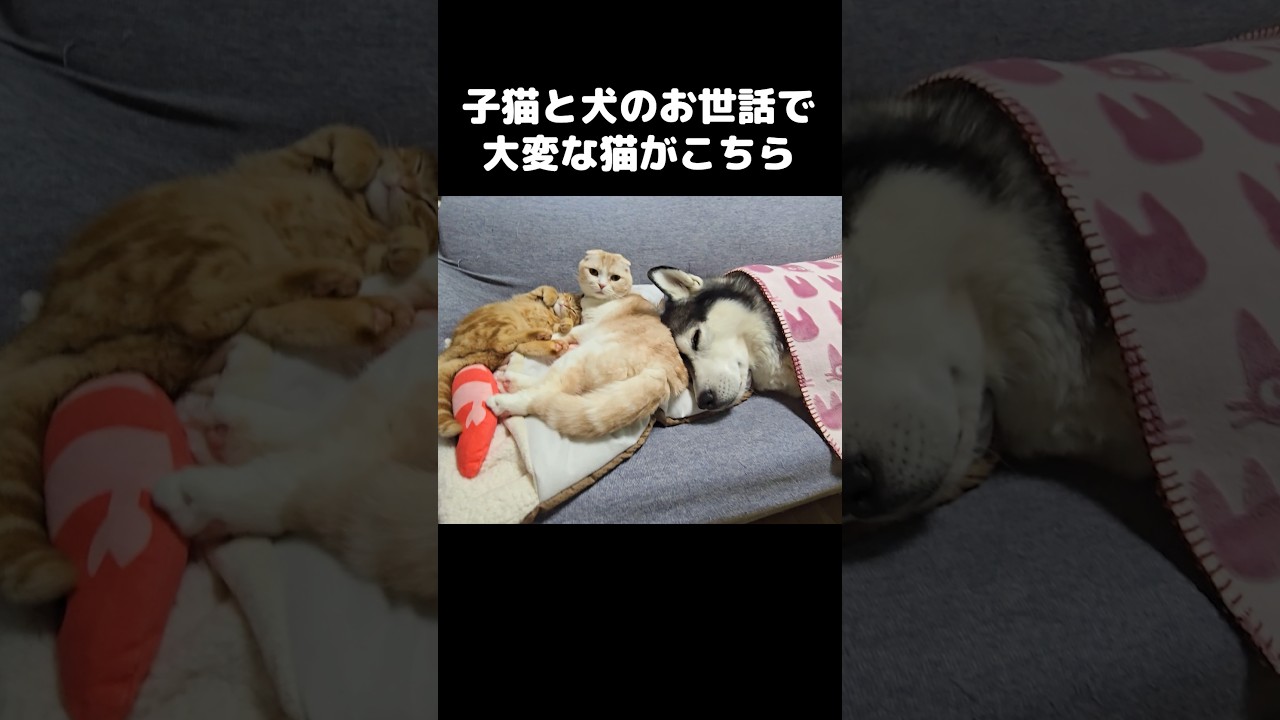 子猫と犬のお世話が大変な犬に育てられた猫...