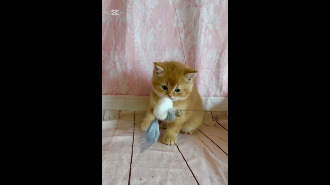 スコティッシュフォールド お目目が大きい男の子