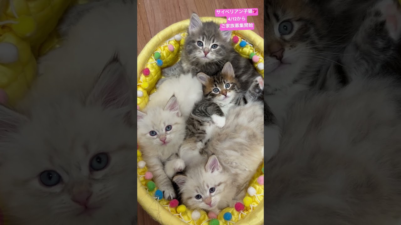 4/12からお迎え可能な#サイベリアン の#子猫 4頭💖全頭女の子です💖両親はヨーロッパ輸入の本物のサイベリアン😻吉祥寺のロイヤルキャッツでお待ちしております　#ペットショップ