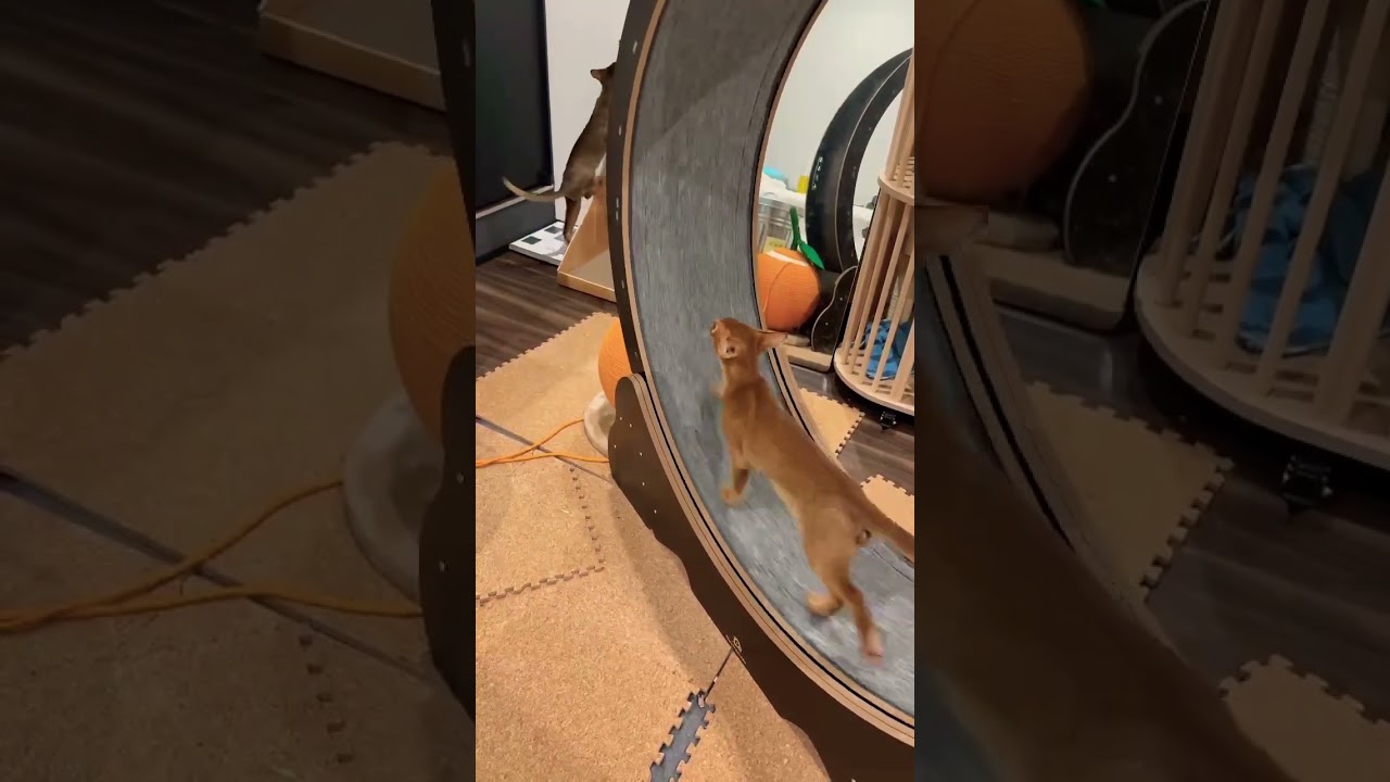ハムスターに憧れたアビシニアン