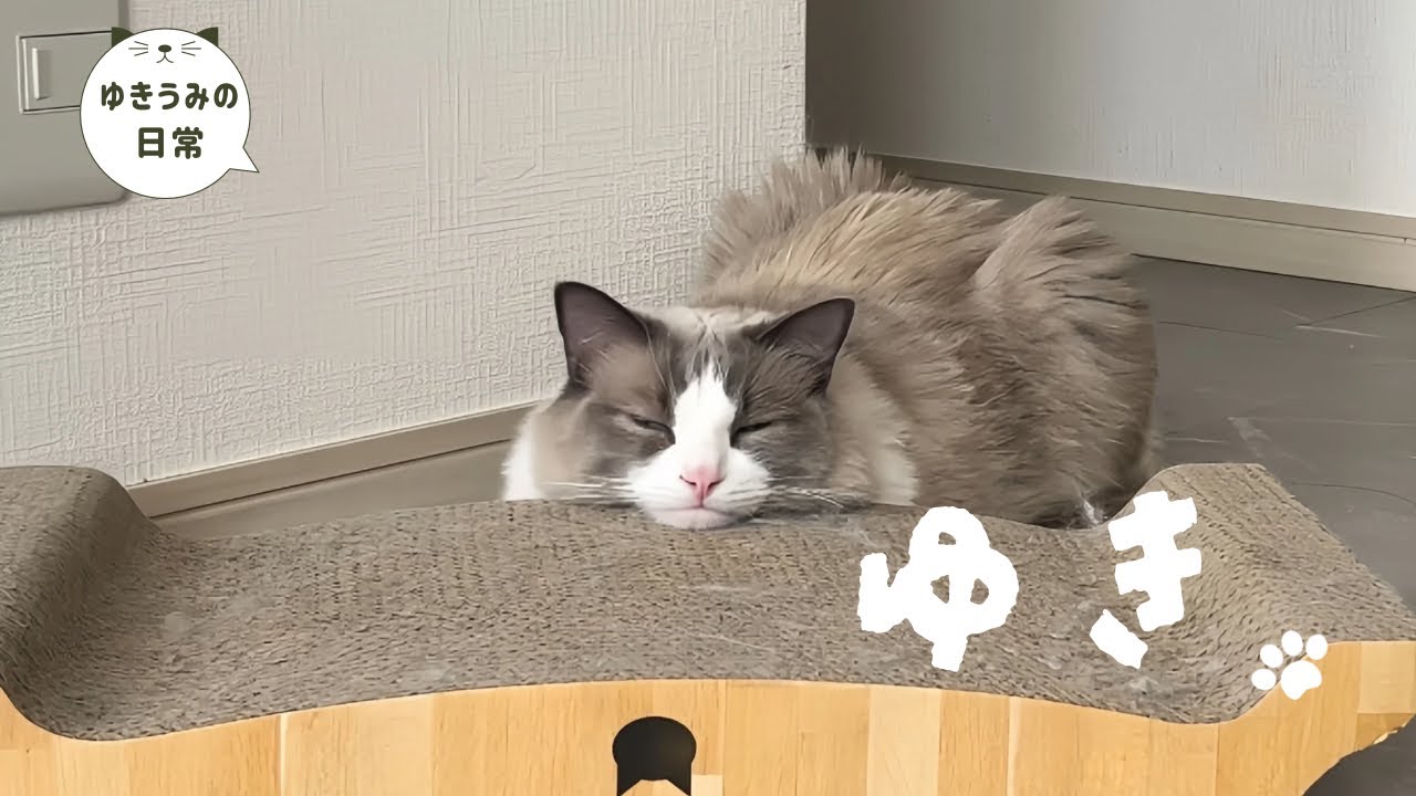 愛猫のくつろいでいる姿が可愛すぎました・・・【ラグドール・キジシロ】