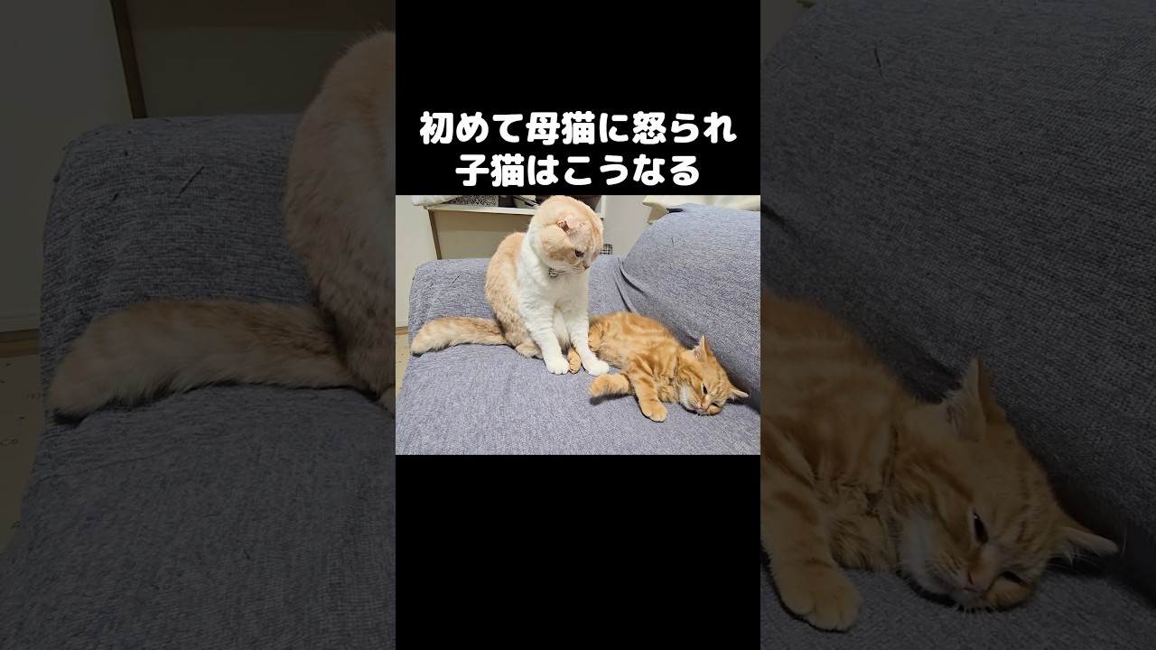 初めて母猫に怒られた子猫はこうなります...笑