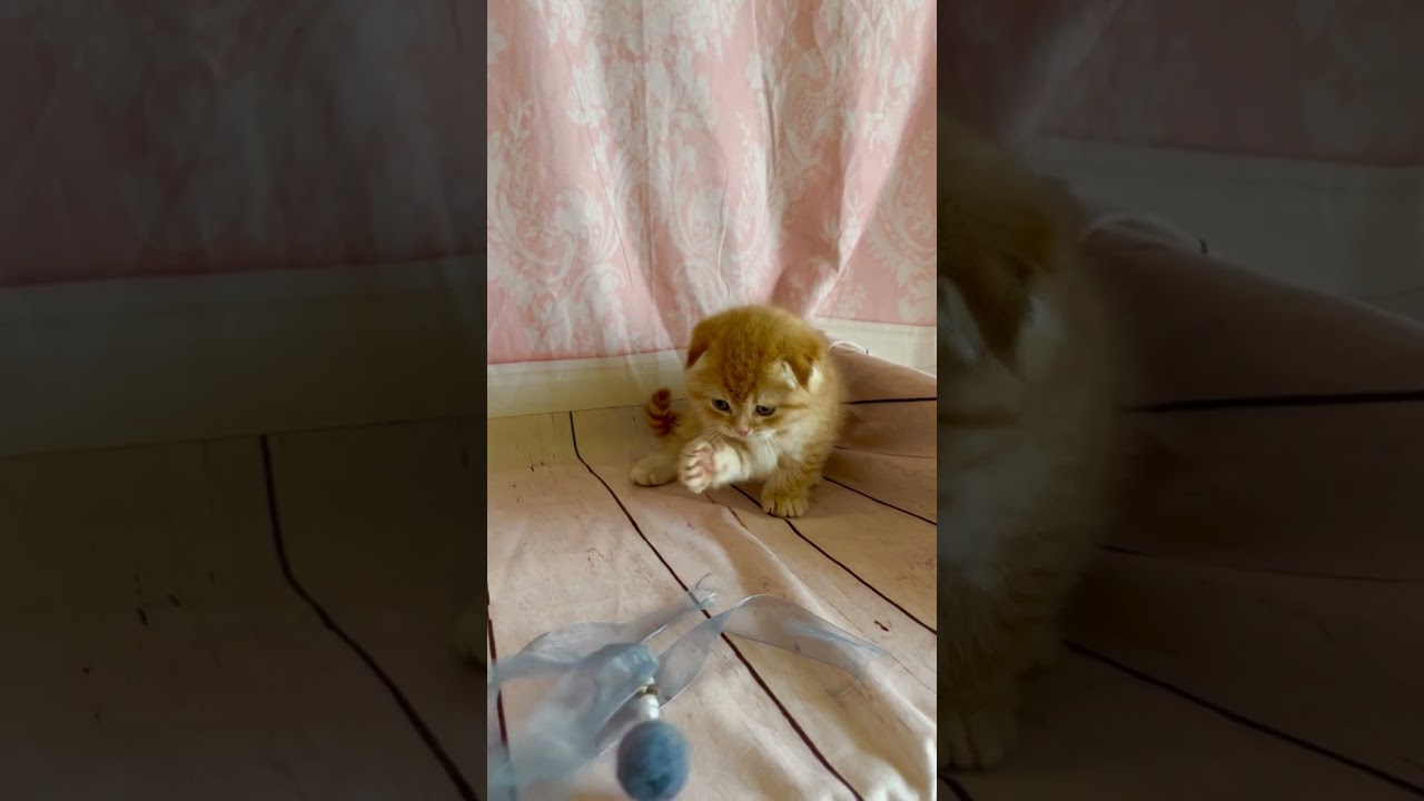 スコティッシュフォールド まん丸お顔のイケメン