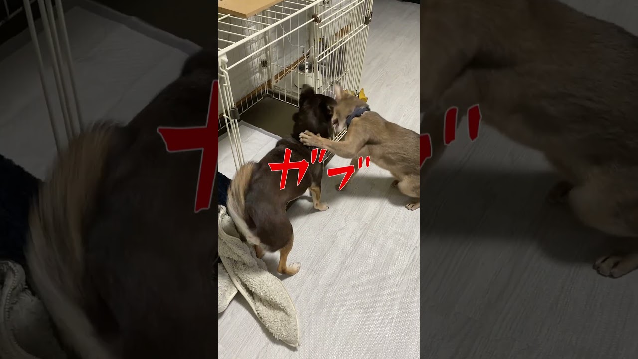 猫にハウスされる犬 #shorts  #チワワ  #アビシニアン