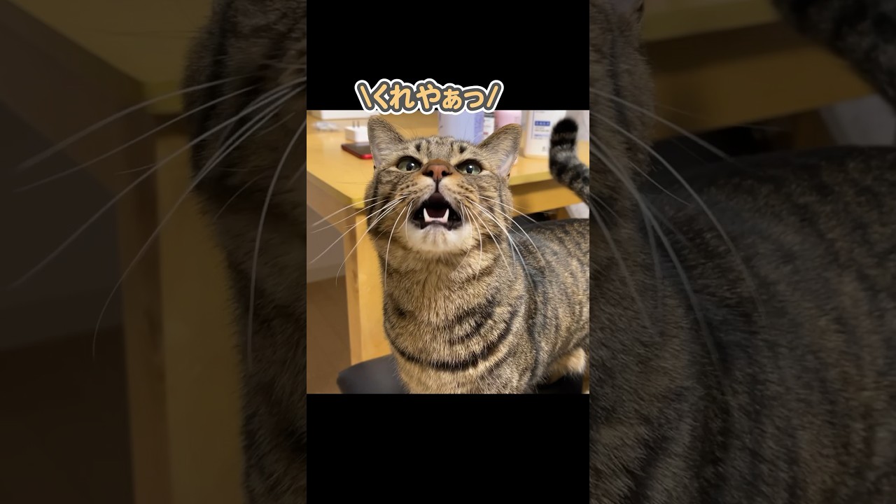 「欲しいぃ…」と、超かわいい声で甘える猫