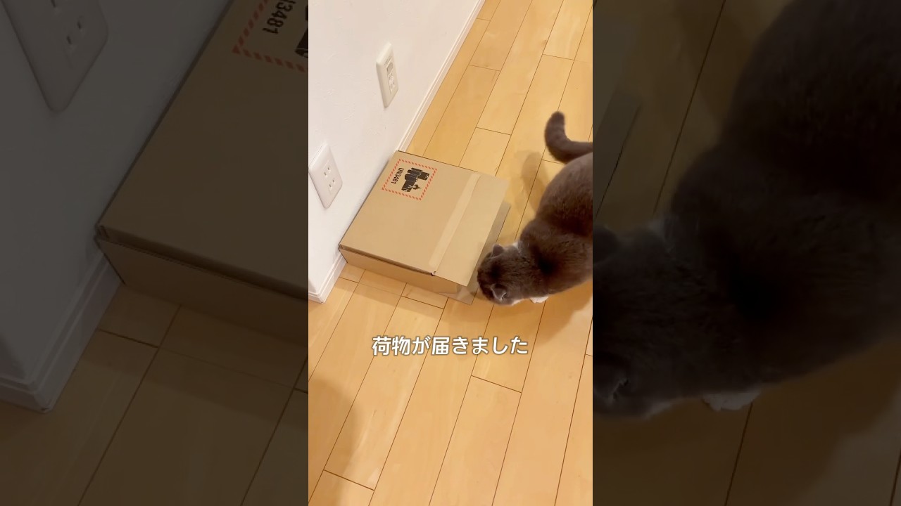 こんな日もあるよね。　#cats  #スコティッシュフォールド  #猫のいる暮らし  #猫  #猫動画　#もふもふ