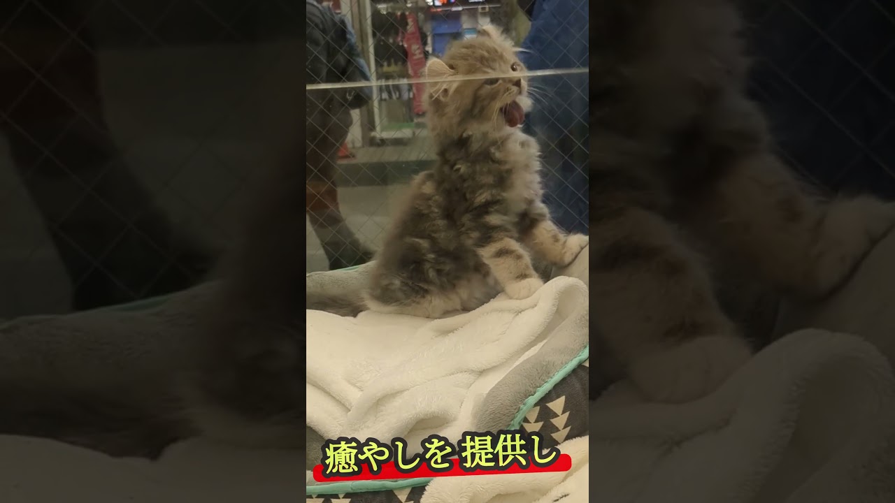アクリル BOX から出てきたマンチカン！鳴いて、見つめてくれました【しずくん動画ショート】特別子猫編　癒やし子猫⑭ #shorts #マンチカン