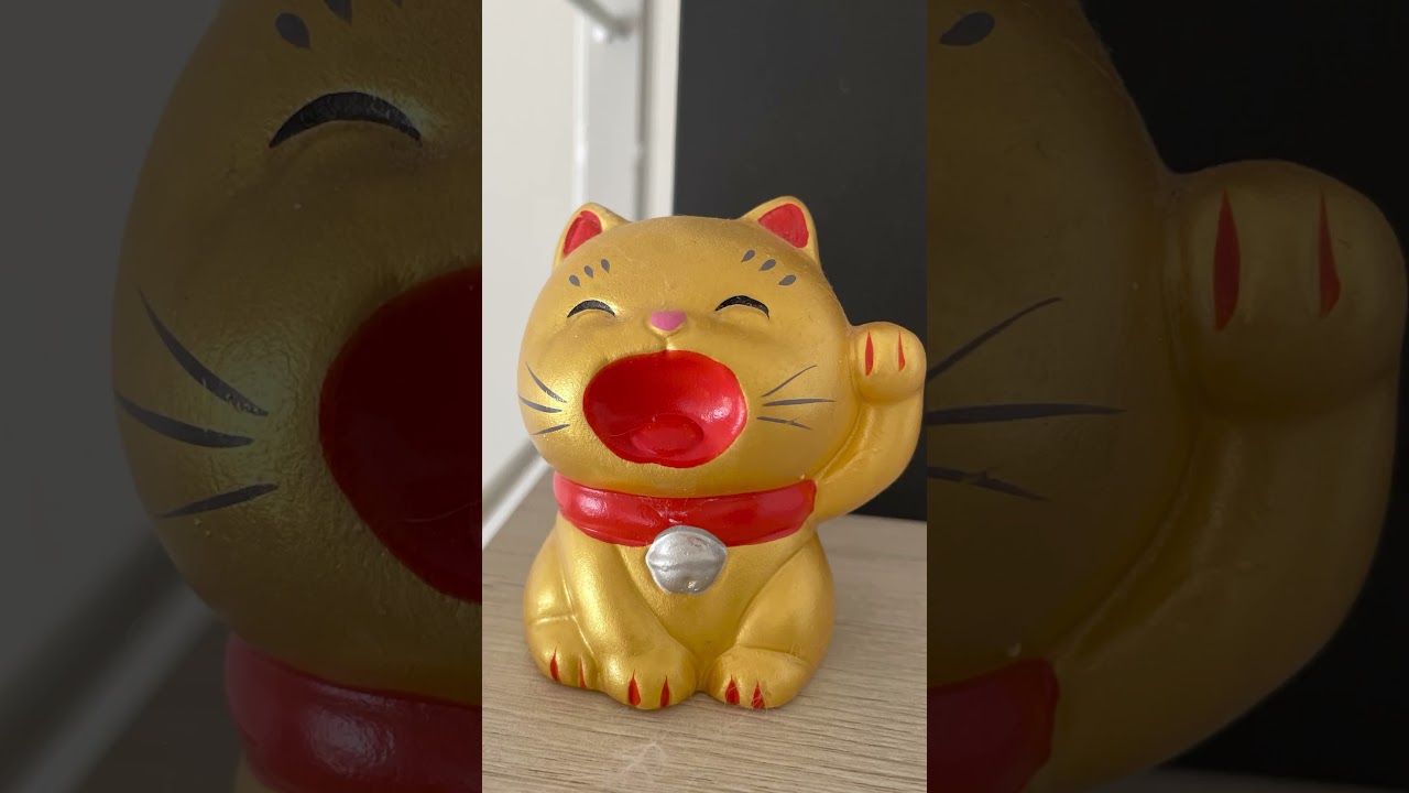 短足猫ポンちゃんを探せ💨　#shortvideo #マンチカン短足 #短足猫 #ねこのいる暮らし