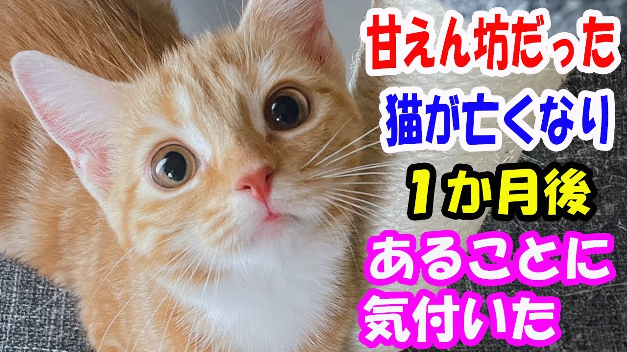 甘えん坊でいつも私が寝るとくっついてきた猫。猫が亡くなり１か月後、あることに気づき衝撃【猫の不思議な話】【朗読】