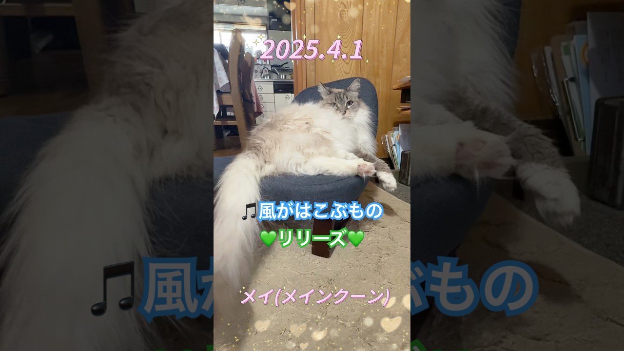メイ(メインクーン)2025.4.1 #メインクーン #リリーズ #風がはこぶもの