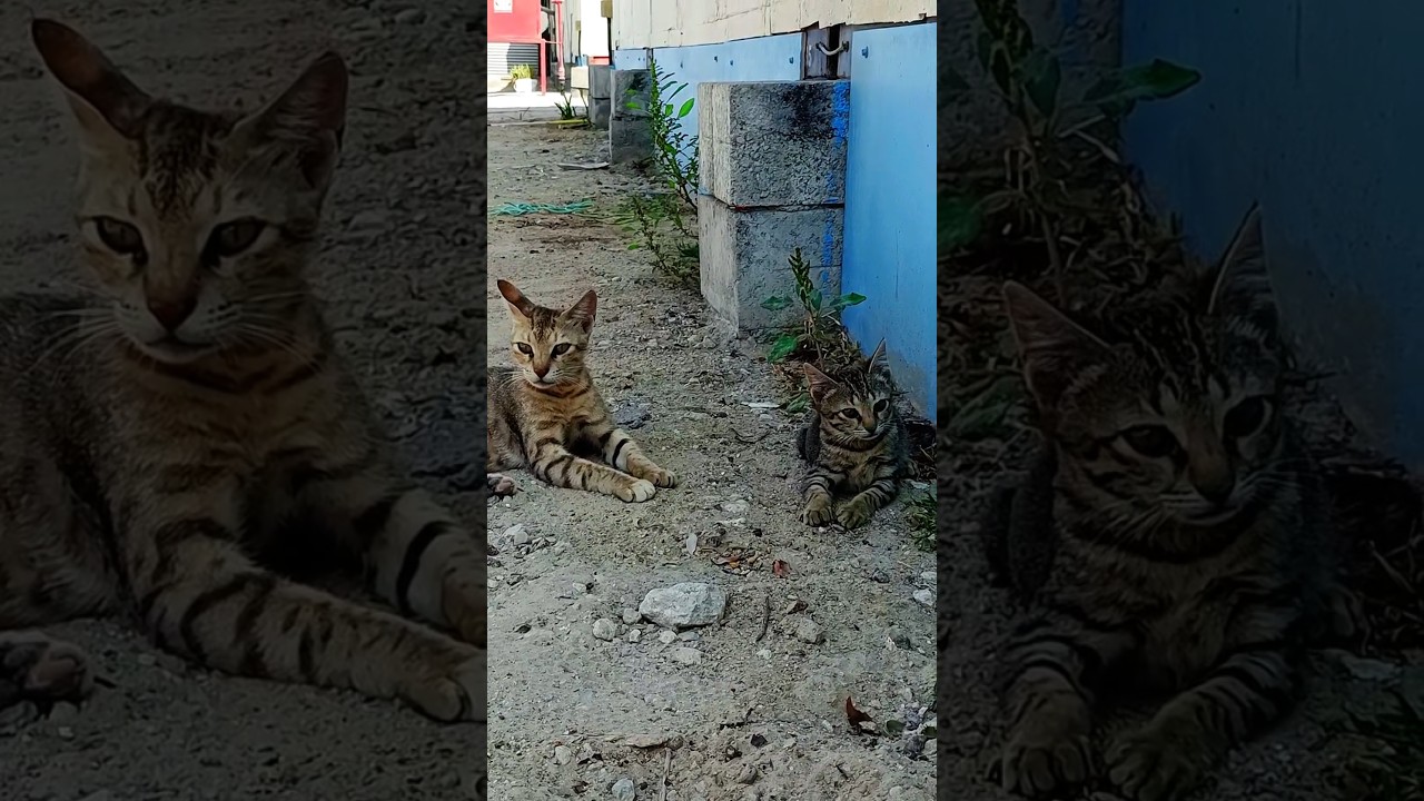 Bilai Ke Ami Valo Bashi🫂🥰 #cat #short #shortvideo #kitten #funny #varshakvd