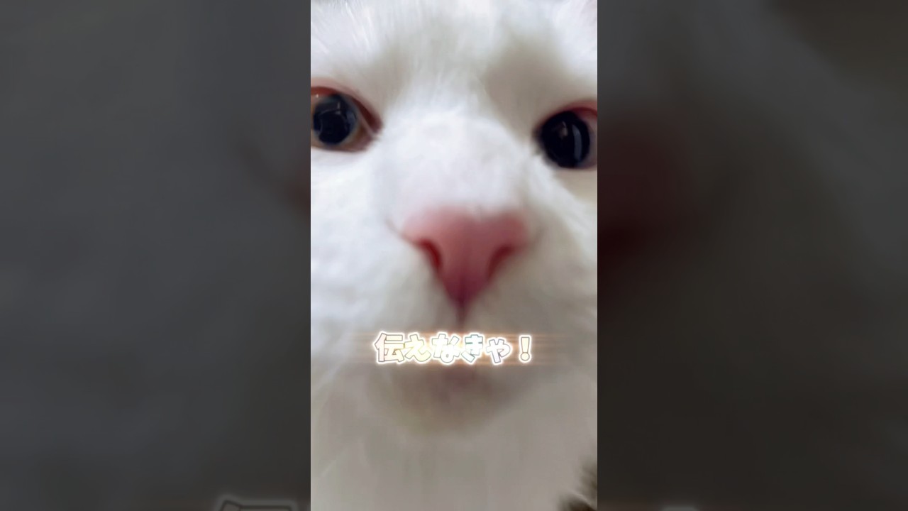 皆んなに伝えなきゃ､､#shorts #メインクーン #ノルウェージャンフォレストキャット