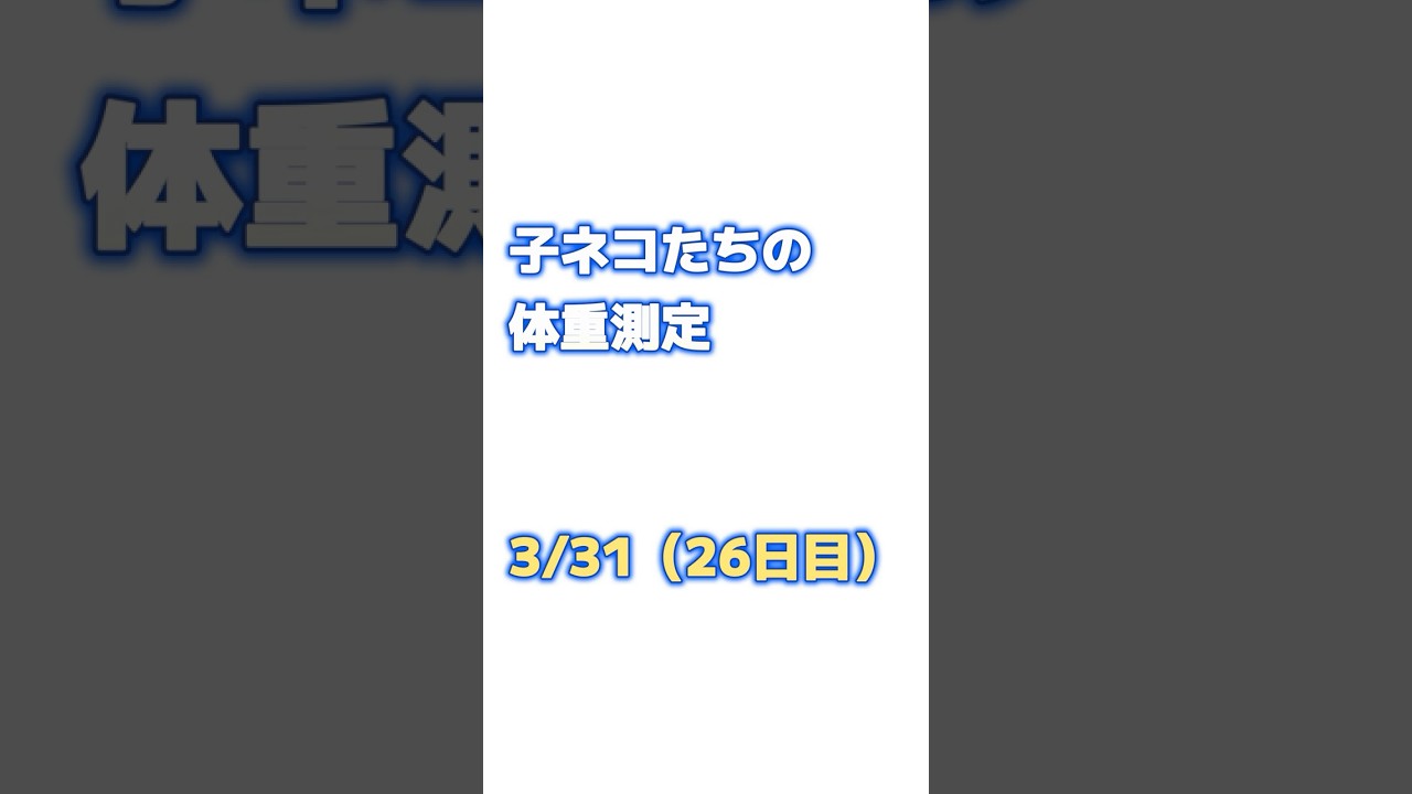 子猫たちの体重測定！26日目