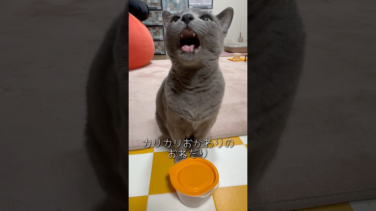 【ロシアンブルー】食いしん坊めろん♡健気で必死なおねだりが可愛いんです☺️【猫】#shorts
