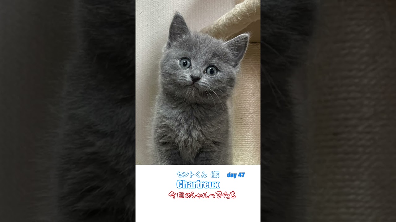 #shorts シャルトリュー子猫【愉快に成長、良い子に成長】 #シャルトリュー #子ネコ