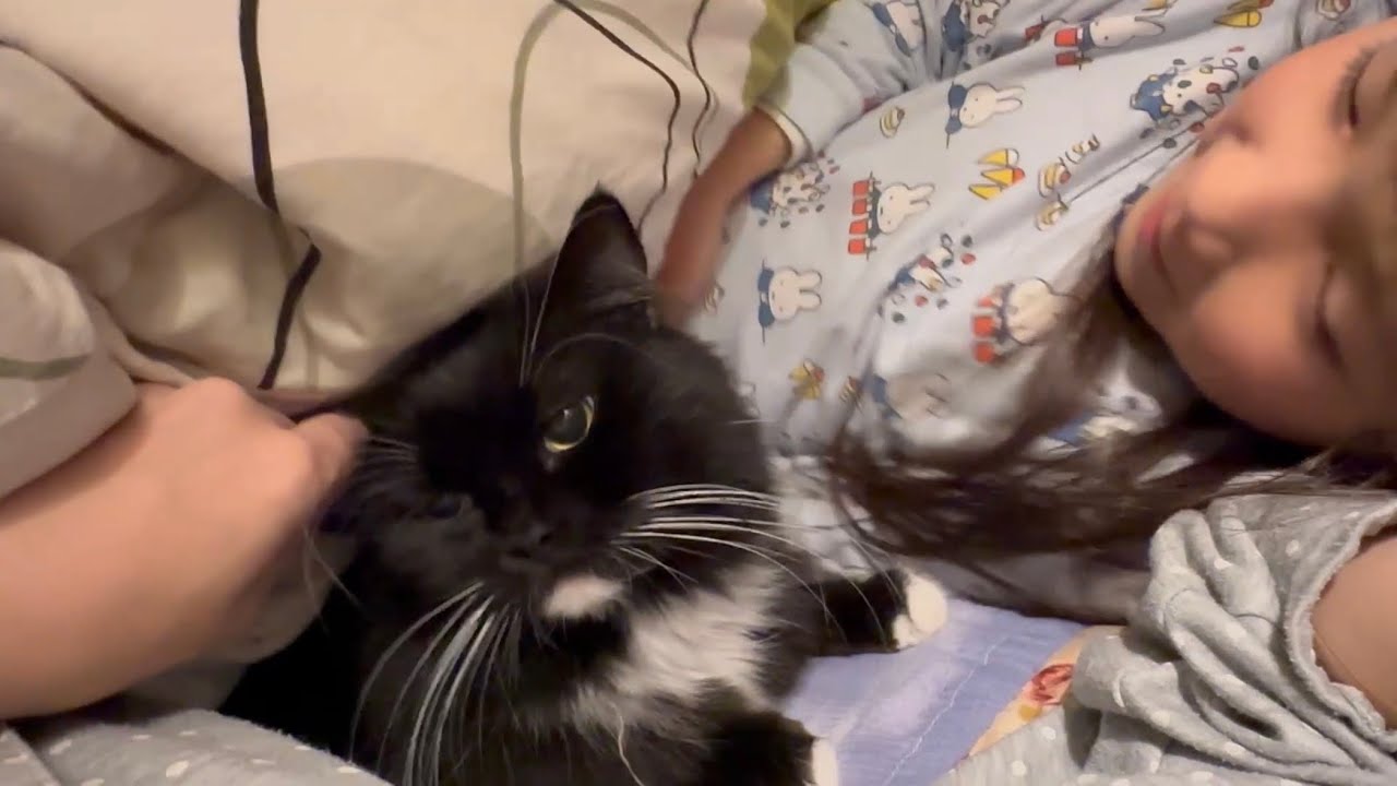 浴室についてくる猫と寝室についてくる猫　ラガマフィン　サイベリアンThe cat follows. Ragamuffin. Siberian
