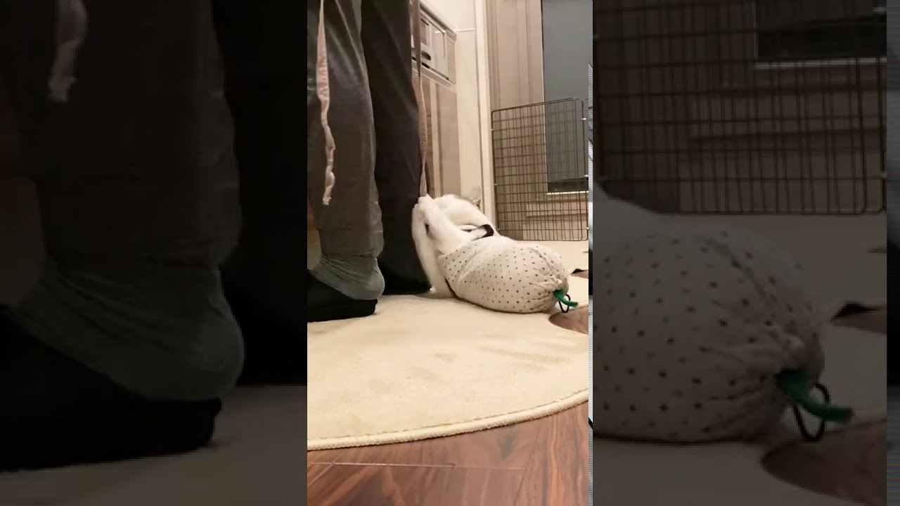 エプロンの紐で猫が釣れます #shorts